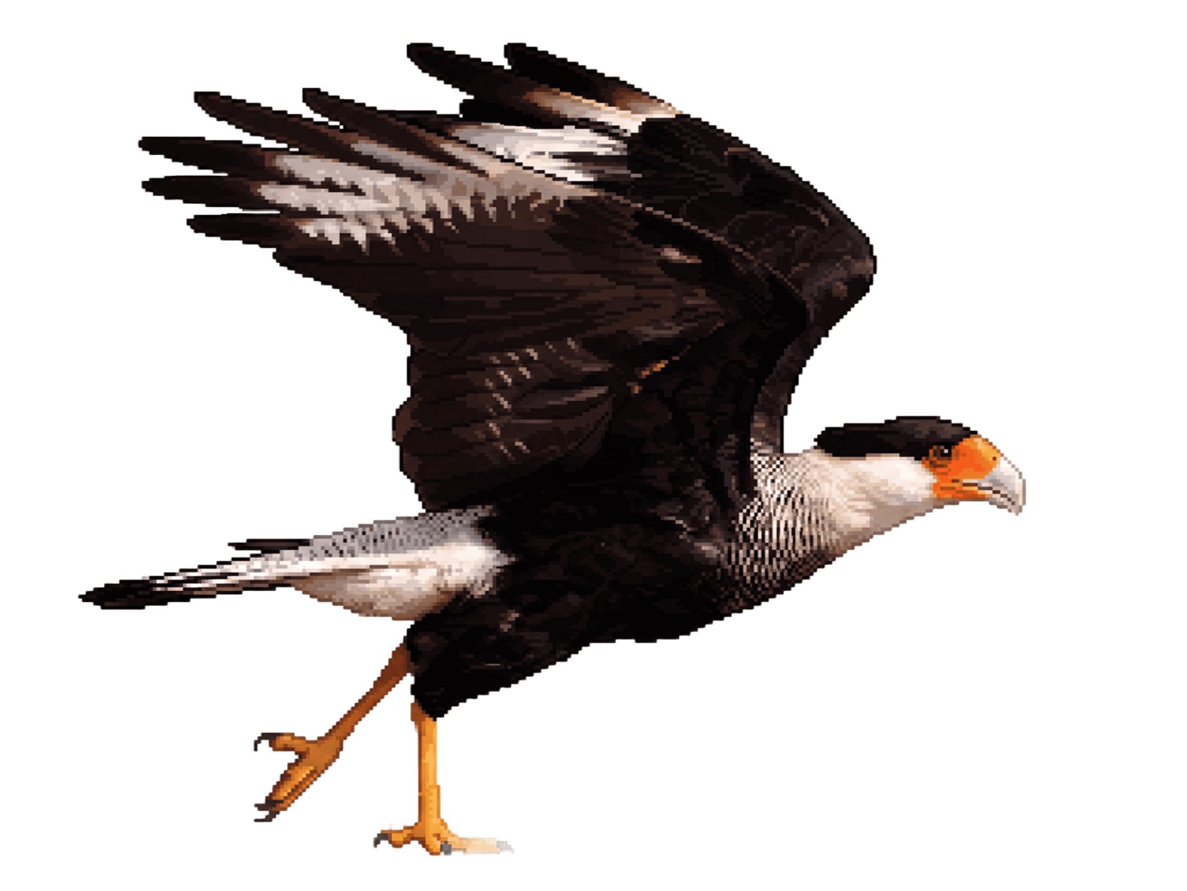 Con carcará đang bay, kiểu pixel art